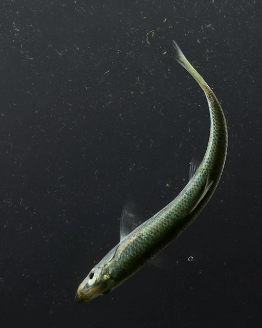 Underwater view of a slender, silvery fish with a curved body swimming against a dark, particulate-filled background in a natural habitat.