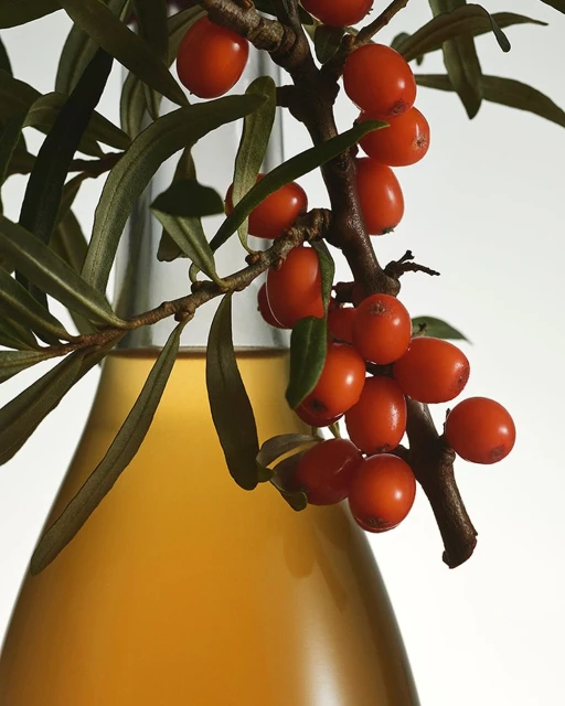 Sea buckthorn berries on a branch with green leaves next to a glass bottle with orange liquid against a bright white background.