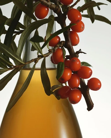 Sea buckthorn berries on a branch with green leaves next to a glass bottle with orange liquid against a bright white background.