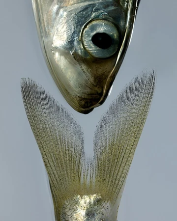 Close-up studio shot of the head and tail of a silver fish against a grey background, featuring high contrast and shiny textures.