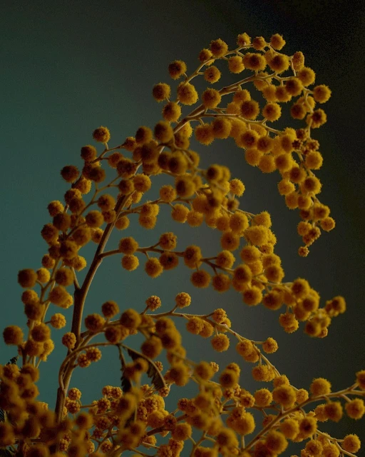 WM Artist Management