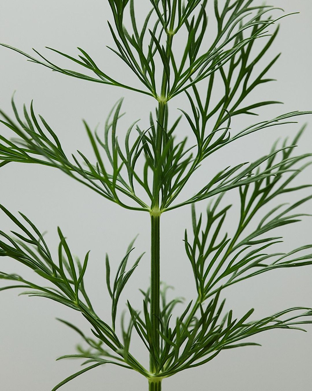 Close-up of a green plant with delicate, feathery leaves against a neutral background, emphasizing its natural beauty and intricate details.