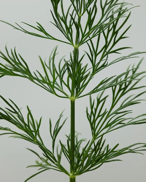 Close-up of a green plant with delicate, feathery leaves against a neutral background, emphasizing its natural beauty and intricate details.
