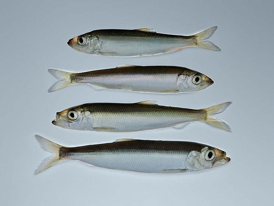 Four small silver fish arranged in neat horizontal rows against a pale grey studio background by photographer Gustav Almistål.