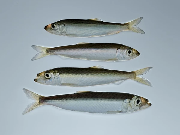 Four small silver fish arranged in neat horizontal rows against a pale grey studio background by photographer Gustav Almistål.