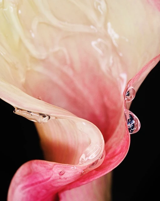 Close-up studio shot of a Calla lily with water droplets clinging to its petals against a dark background, capturing its delicate beauty.