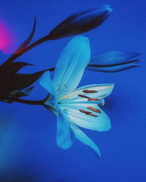 Close-up studio shot showcases a white lily with orange stamens against a vibrant blue background, with a hint of pink lighting.