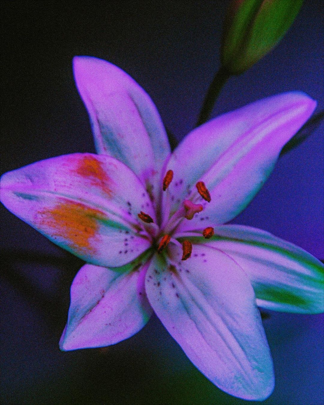 Close-up photograph of a vibrant flower with white and purple petals, displaying visible stamen and orange accents on some petals.