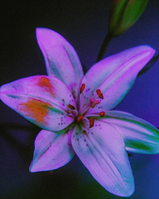 Close-up photograph of a vibrant flower with white and purple petals, displaying visible stamen and orange accents on some petals.