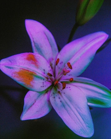 Close-up photograph of a vibrant flower with white and purple petals, displaying visible stamen and orange accents on some petals.