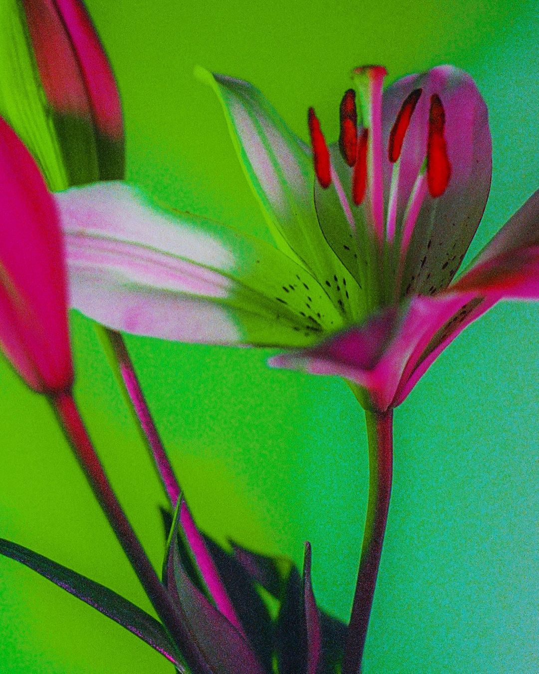 Close-up of pink and white lily flower against a vibrant green background, showcasing its petals, stamen, and botanical beauty.