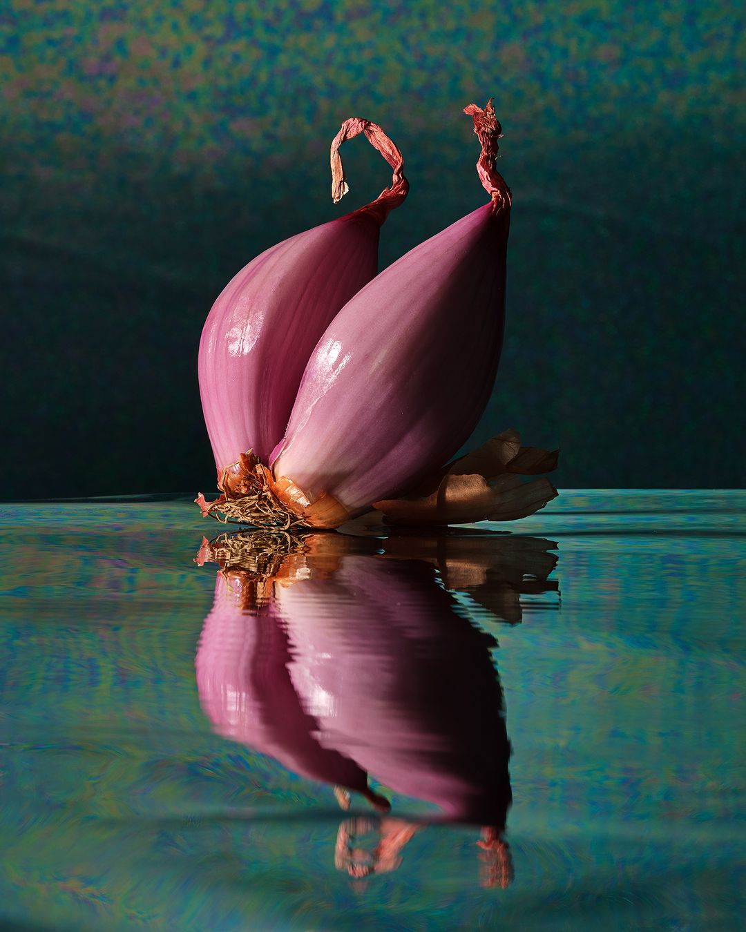 Still life studio shot of two shallots on a reflective surface with a green and blue background. Food photography, bulb vegetables.