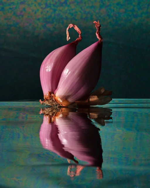 Still life studio shot of two shallots on a reflective surface with a green and blue background. Food photography, bulb vegetables.