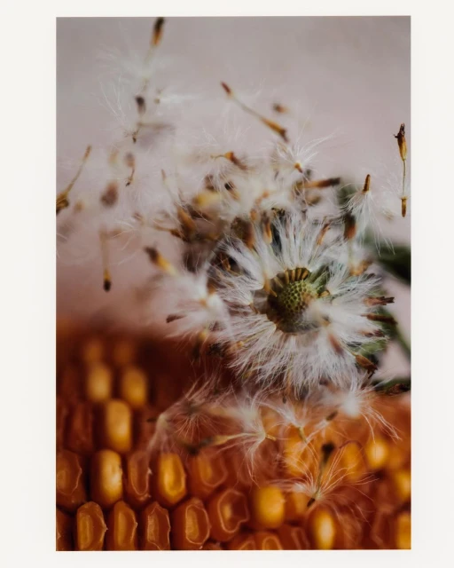 Macro photo of a dandelion seed head with white florets and a ripe corn cob with orange kernels, both displayed indoors.