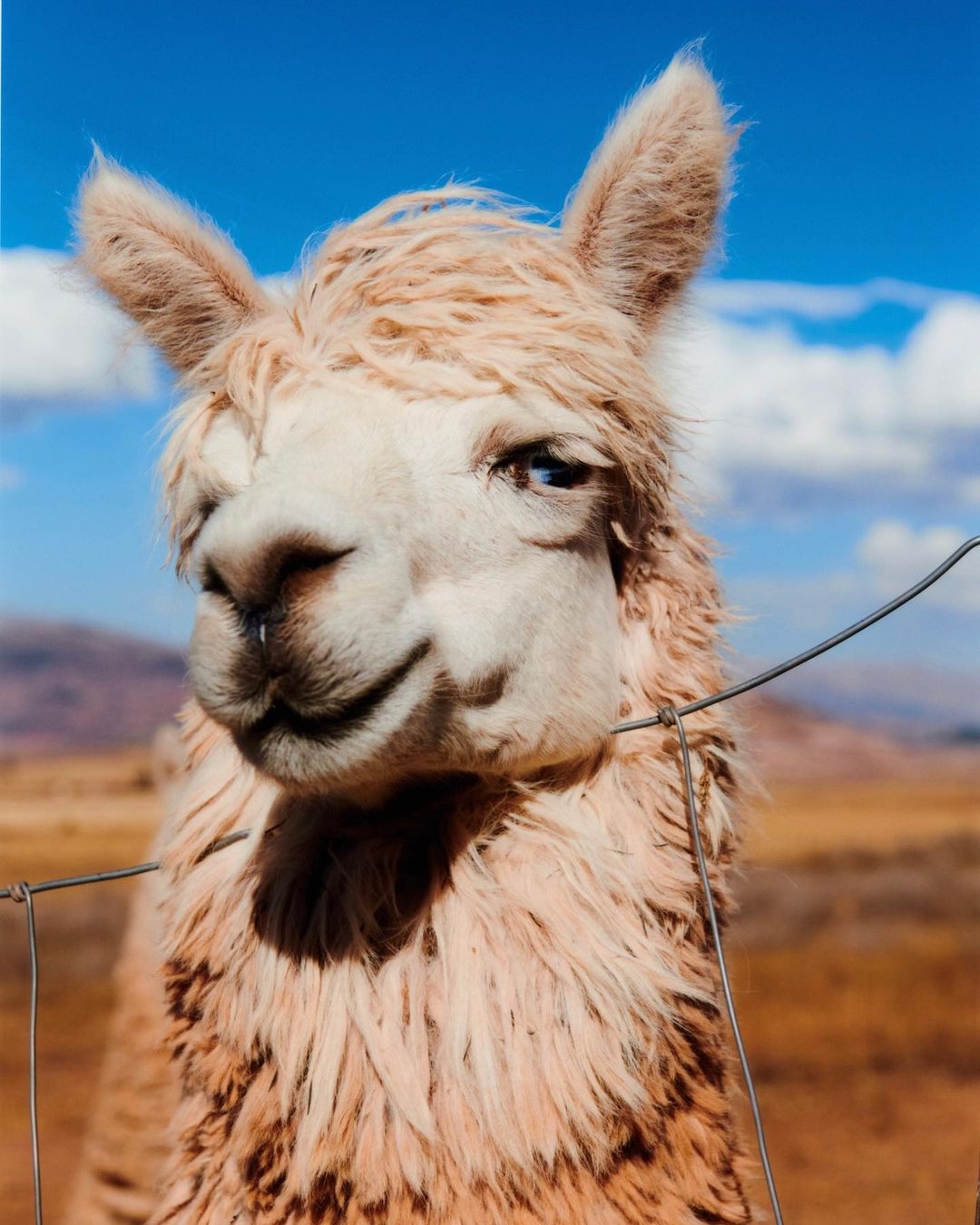 Close-up of an alpaca's face with fluffy white and tan fur, gazing at the camera, with a wire fence in the foreground and a clear blue sky.