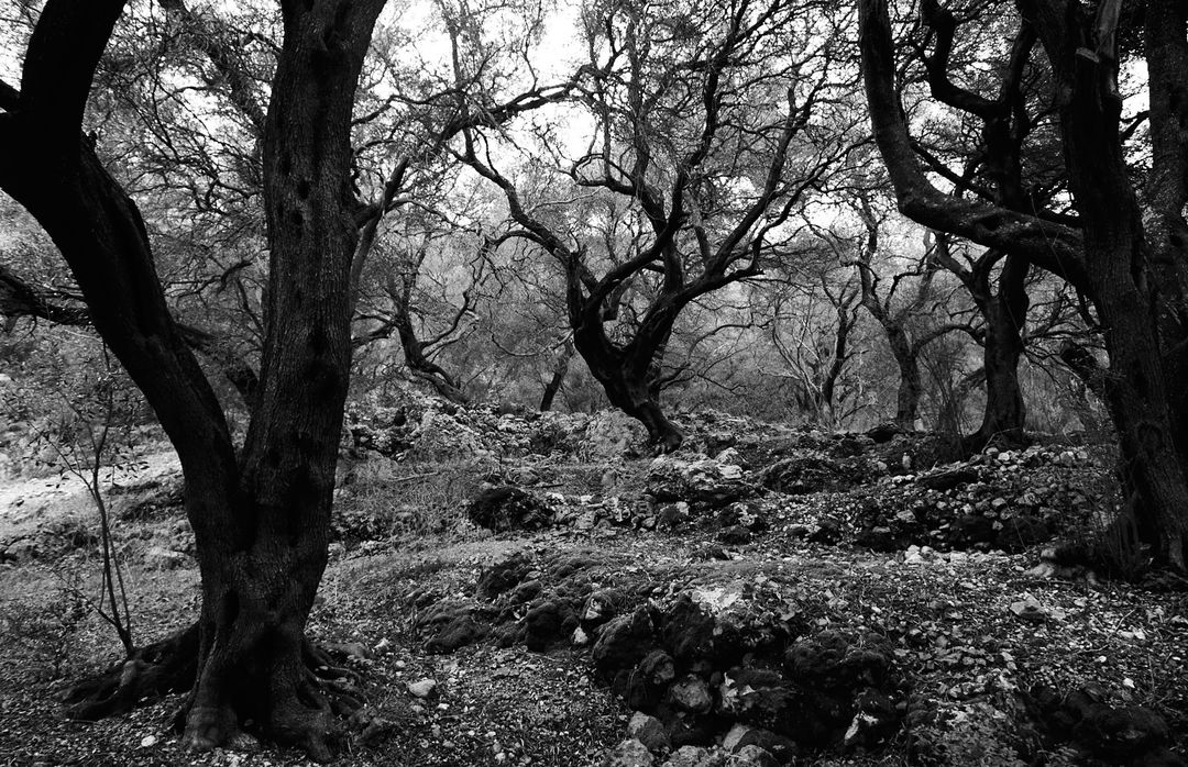 Black and white landscape photograph of a dense forest with bare trees and a rocky forest floor, creating a mysterious atmosphere.