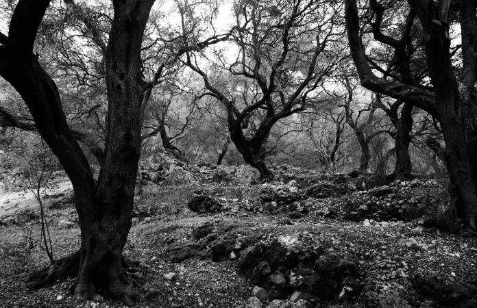 Black and white landscape photograph of a dense forest with bare trees and a rocky forest floor, creating a mysterious atmosphere.