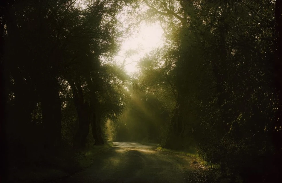 Sunlight streams through a canopy of green trees along a winding road, creating a serene, natural landscape scene.