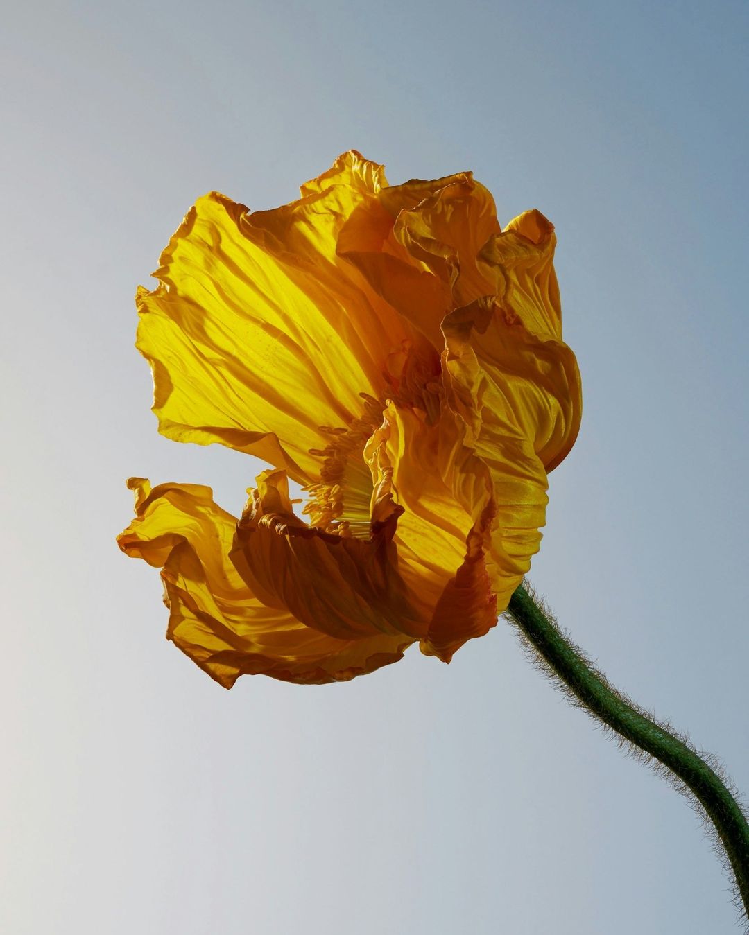 Close-up of a yellow poppy flower with delicate, ruffled petals on a green stem, set against a clear blue and white gradient sky.