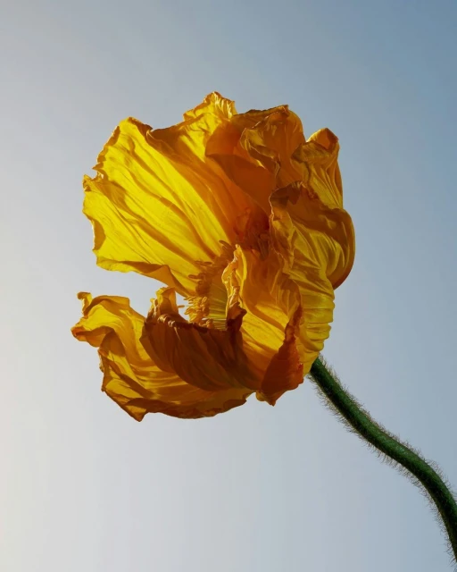 Close-up of a yellow poppy flower with delicate, ruffled petals on a green stem, set against a clear blue and white gradient sky.