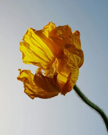 Close-up of a yellow poppy flower with delicate, ruffled petals on a green stem, set against a clear blue and white gradient sky.