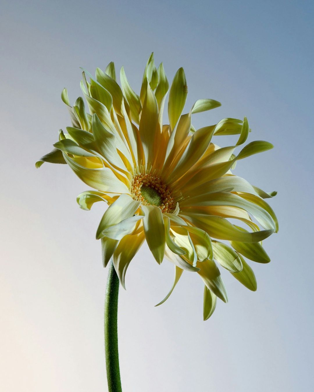 Close-up of a vibrant yellow and green Gerbera daisy with a long green stem against a soft gradient blue background, studio shot.