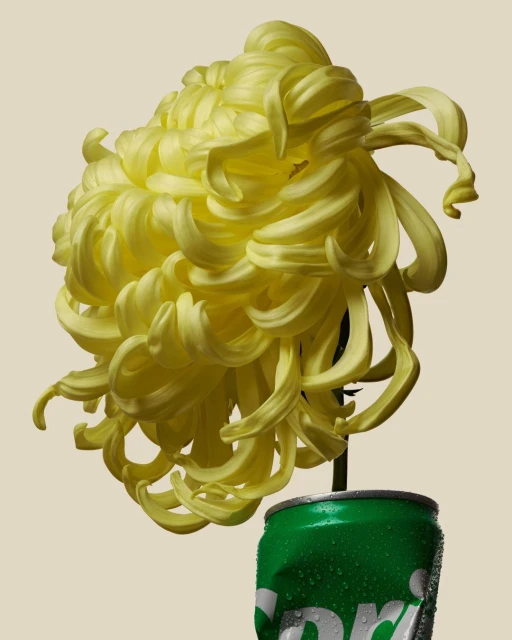 Close-up of a yellow chrysanthemum flower in a crushed green Sprite can, studio lighting on a neutral background, floral still life.