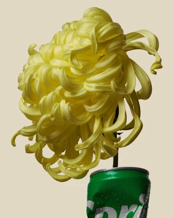Close-up of a yellow chrysanthemum flower in a crushed green Sprite can, studio lighting on a neutral background, floral still life.