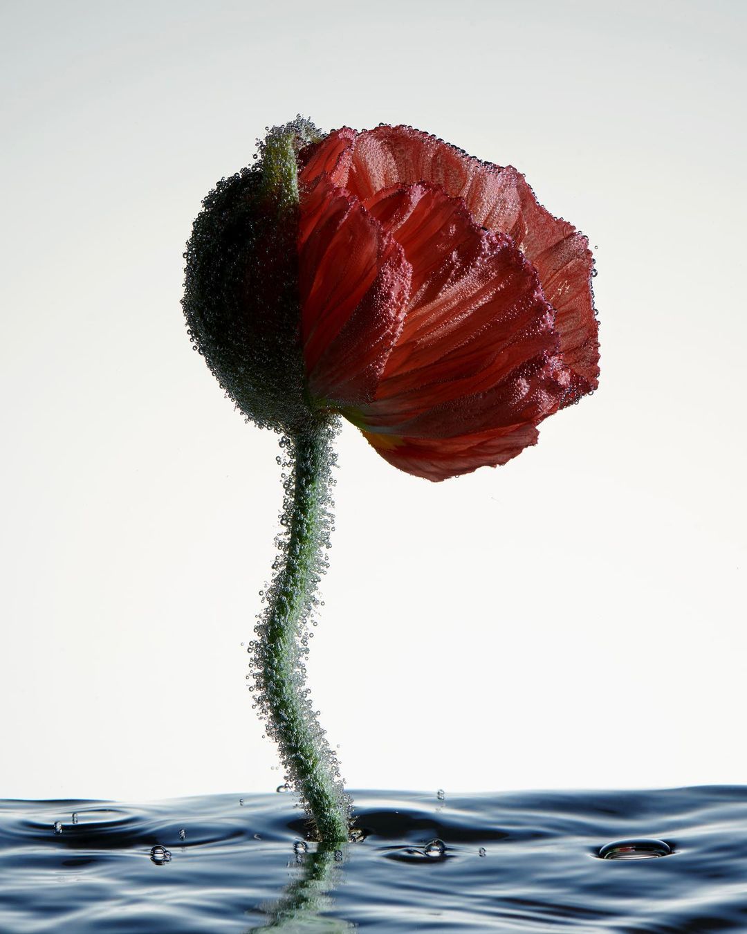 Close-up shot of a vibrant red poppy emerging from rippled blue water, adorned with tiny air bubbles, against a clear, soft white backdrop.