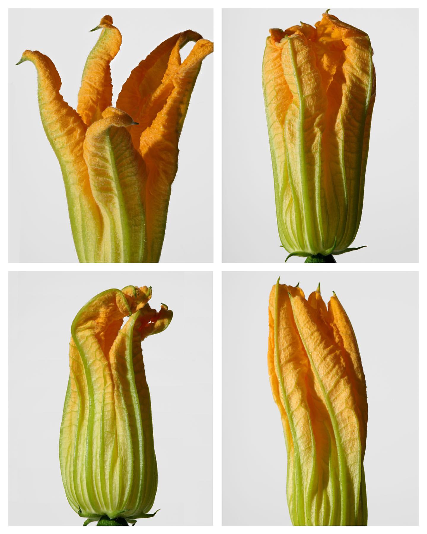 Four-panel grid showcasing zucchini flowers in various stages, featuring delicate yellow petals and green stems against a bright white background.