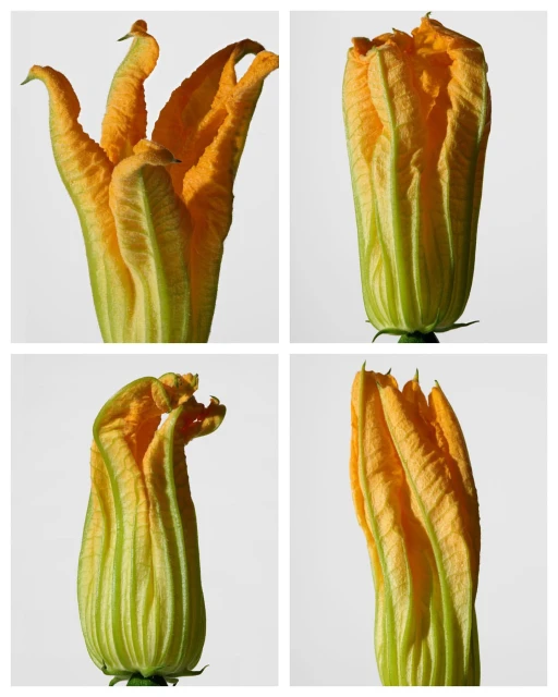 Four-panel grid showcasing zucchini flowers in various stages, featuring delicate yellow petals and green stems against a bright white background.