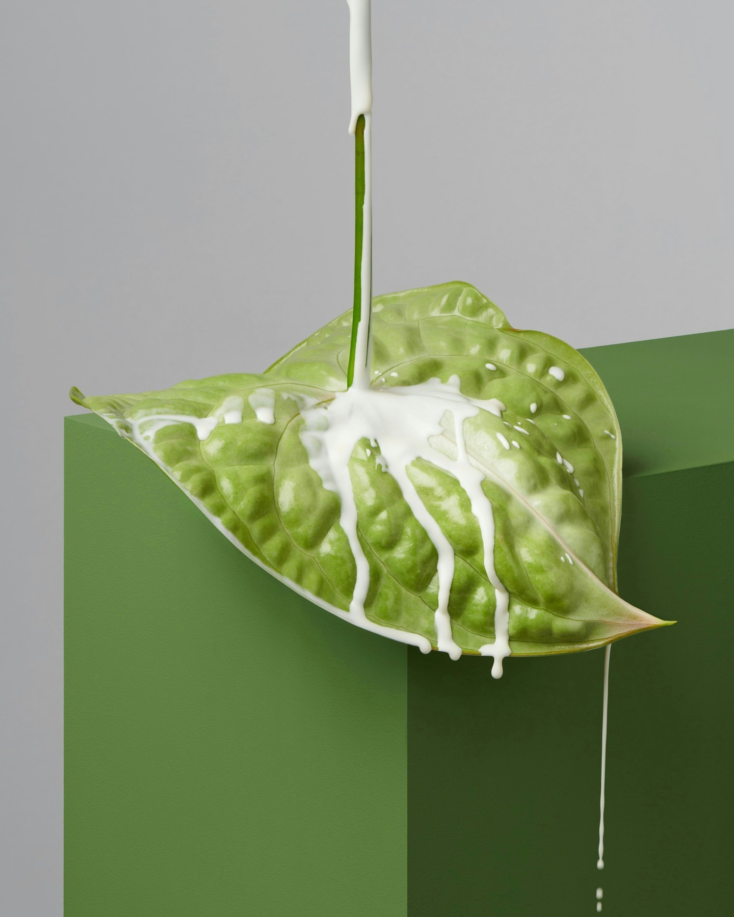 Vibrant green Anthurium leaf artfully positioned on a box, drizzled with white paint, creating a visually striking and textured composition.