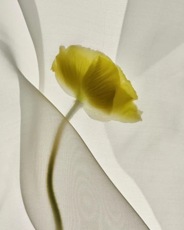 Harel+ocante
