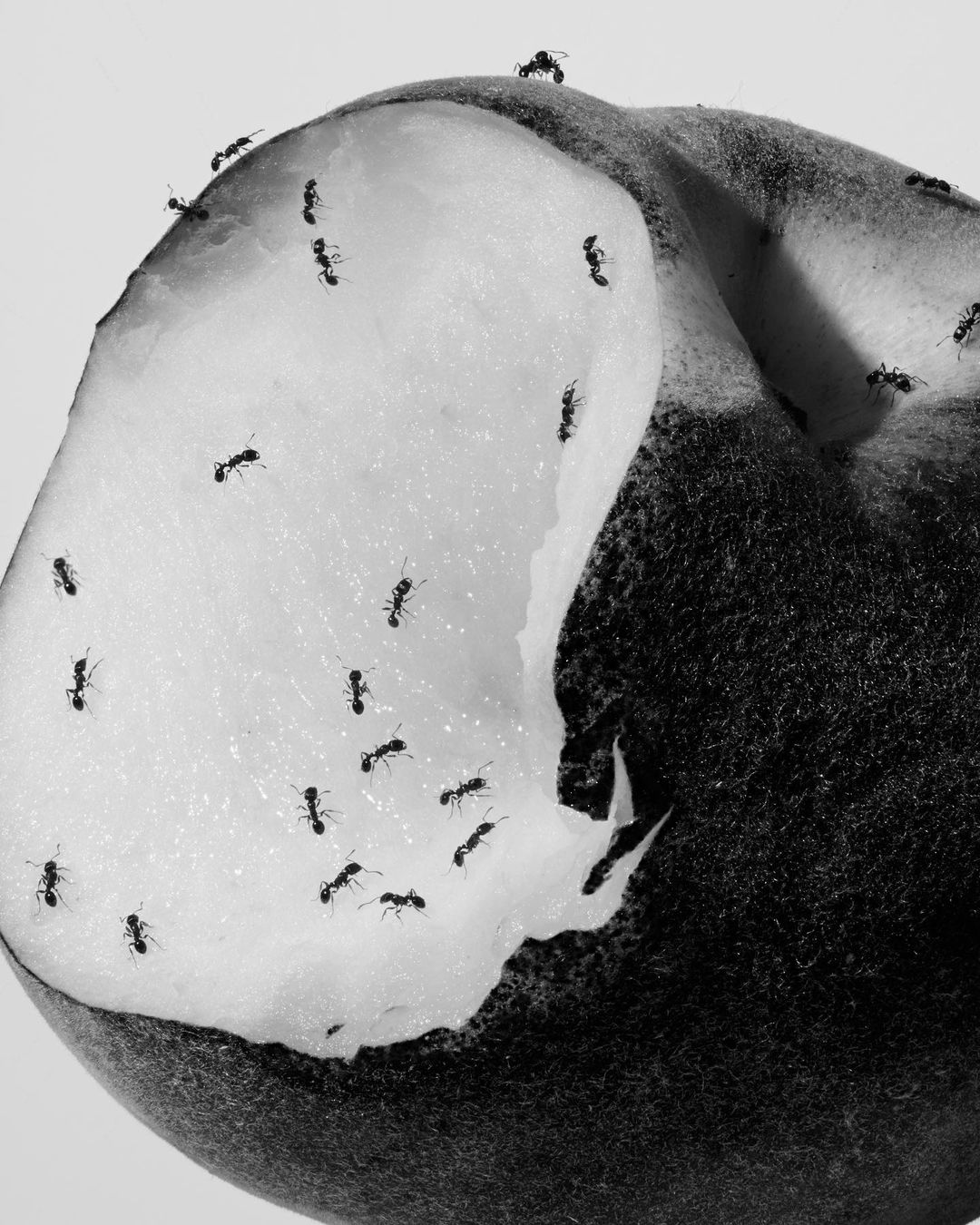Close-up studio shot of a damaged peach covered in ants against a white background, highlighting the contrast and detail.
