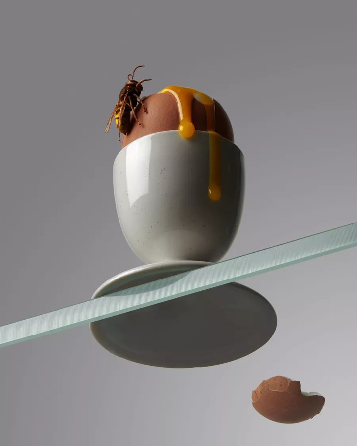 Close-up of an egg with dripping yolk in a white egg cup, a wasp on top, on a clear surface against a grey background.