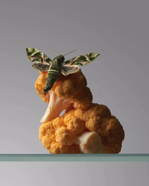 Green moth perched on an orange cauliflower head, set against a neutral gray background with soft lighting, creating a surreal, natural still life.