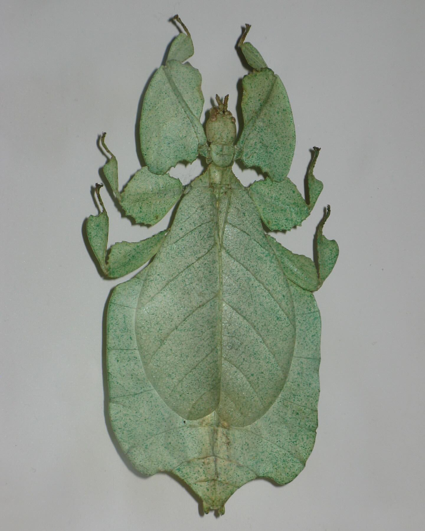 Close-up of a green leaf insect, resembling a vibrant, textured leaf with intricate patterns, set against a clean, neutral background.