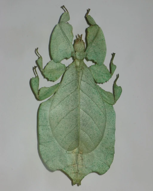 Close-up of a green leaf insect, resembling a vibrant, textured leaf with intricate patterns, set against a clean, neutral background.