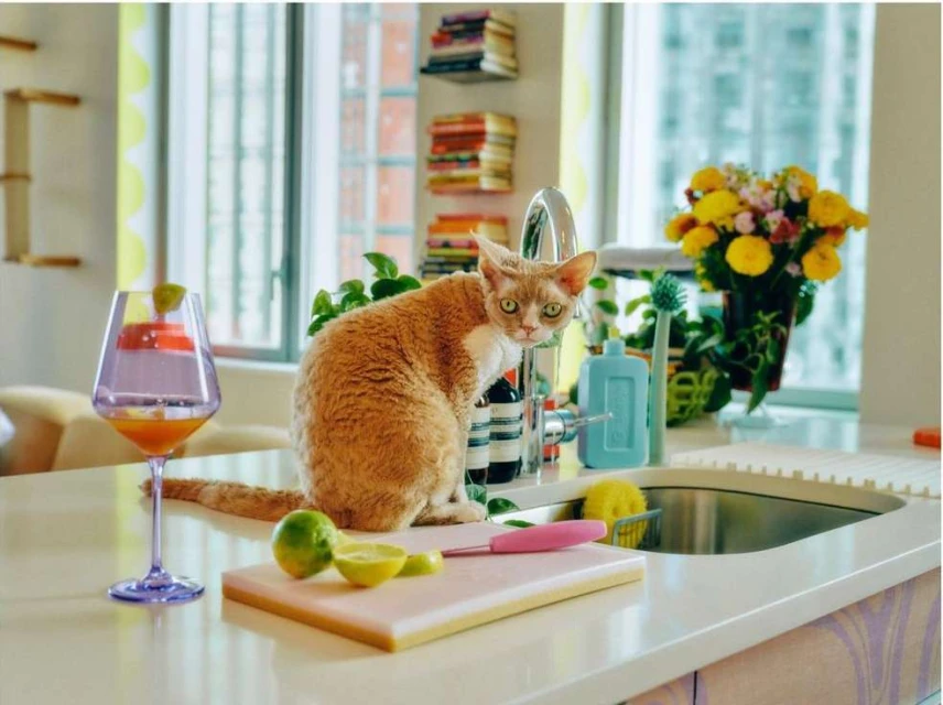 Ginger Devon Rex cat sits on a kitchen counter beside a wine glass and limes, near a stainless steel sink and yellow flower bouquet.