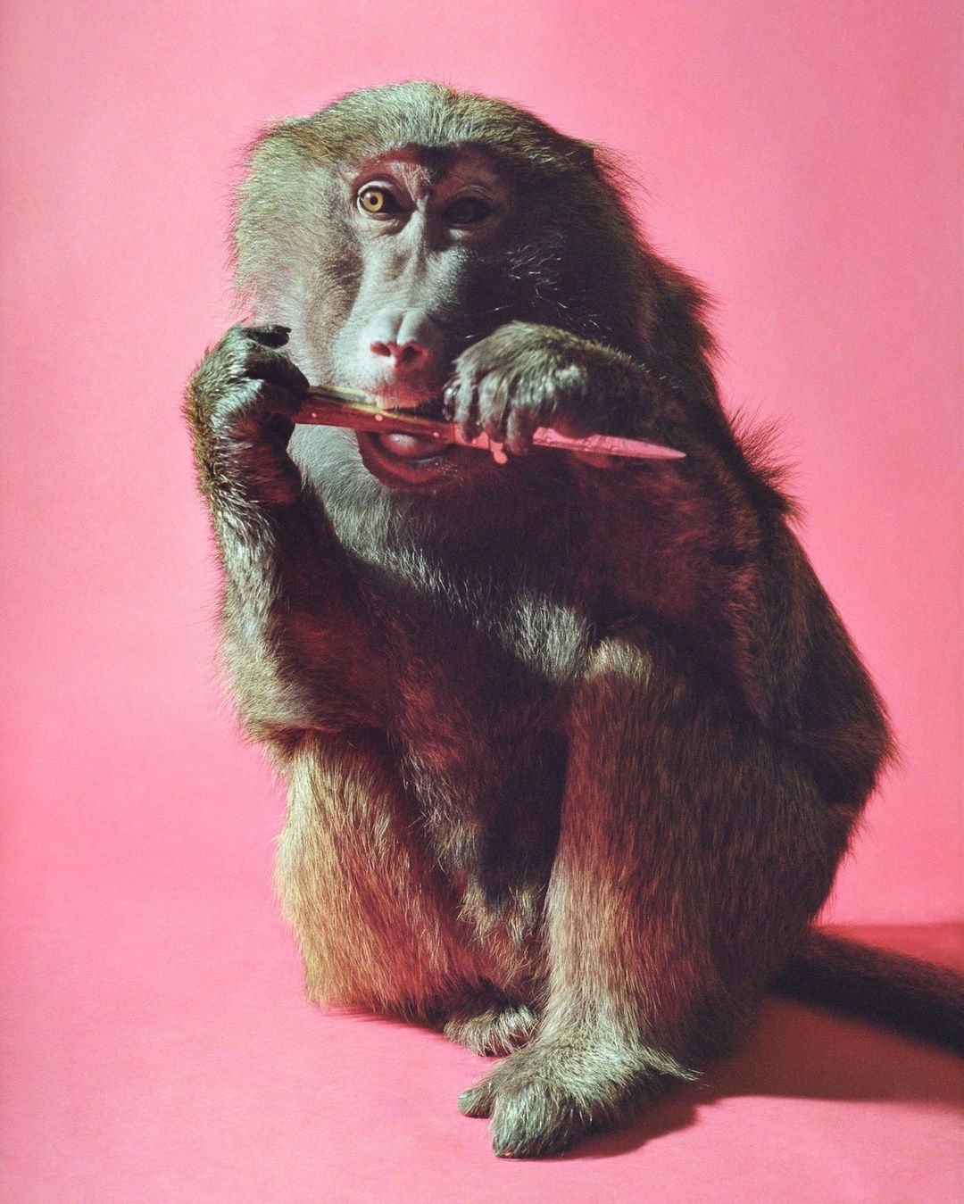Portrait of a baboon with brown fur holding and chewing on a stick in its hands against a solid pink background in a photo studio setting.