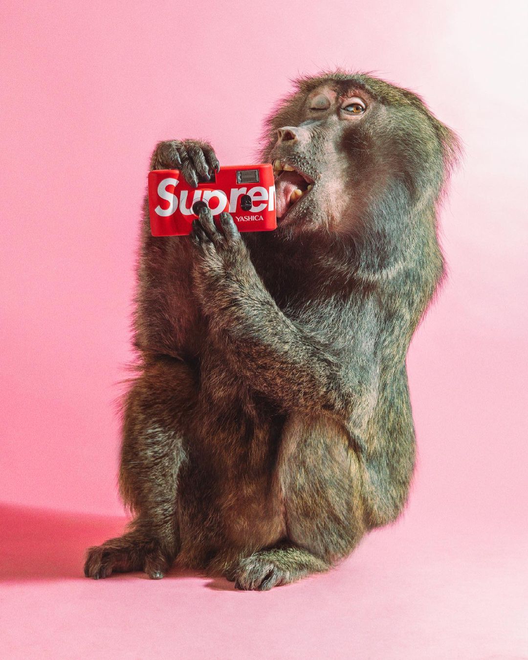 Baboon holds red Supreme x Yashica camera up to its face against a pink backdrop, photographed in a full shot in a photo studio.
