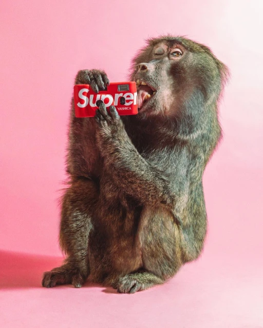 Baboon holds red Supreme x Yashica camera up to its face against a pink backdrop, photographed in a full shot in a photo studio.