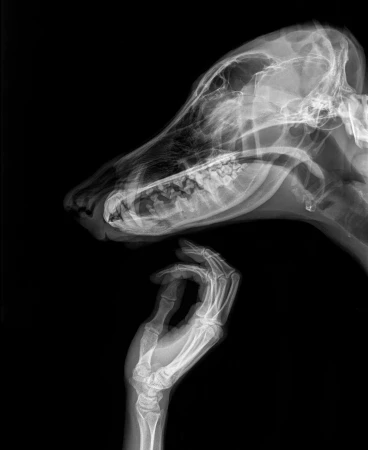 X-ray image showing a dog skull overlapping a human hand, both in transparent skeletal form against a stark black background.