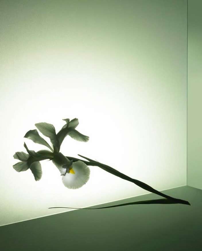 Elegant floral still life photography featuring a single white iris blossom with green leaves against a bright gradient background.