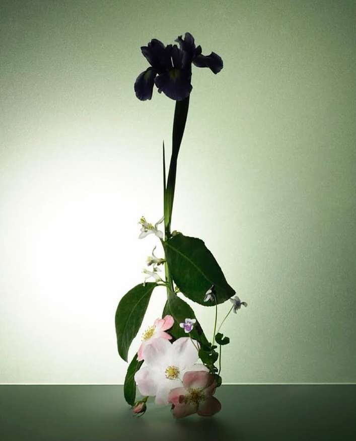 Still life floral arrangement of dark purple iris, pink dog rose, and verdant leaves against a soft green-to-white gradient background.