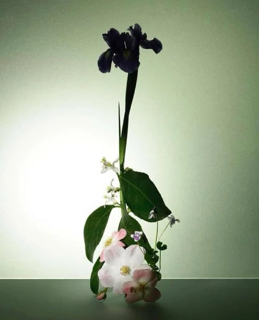 Still life floral arrangement of dark purple iris, pink dog rose, and verdant leaves against a soft green-to-white gradient background.