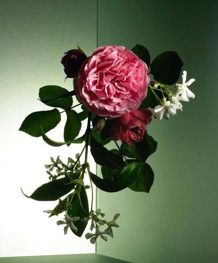 Elegant floral still life featuring pink roses and white jasmine against a soft green studio backdrop, capturing a delicate and serene aesthetic.