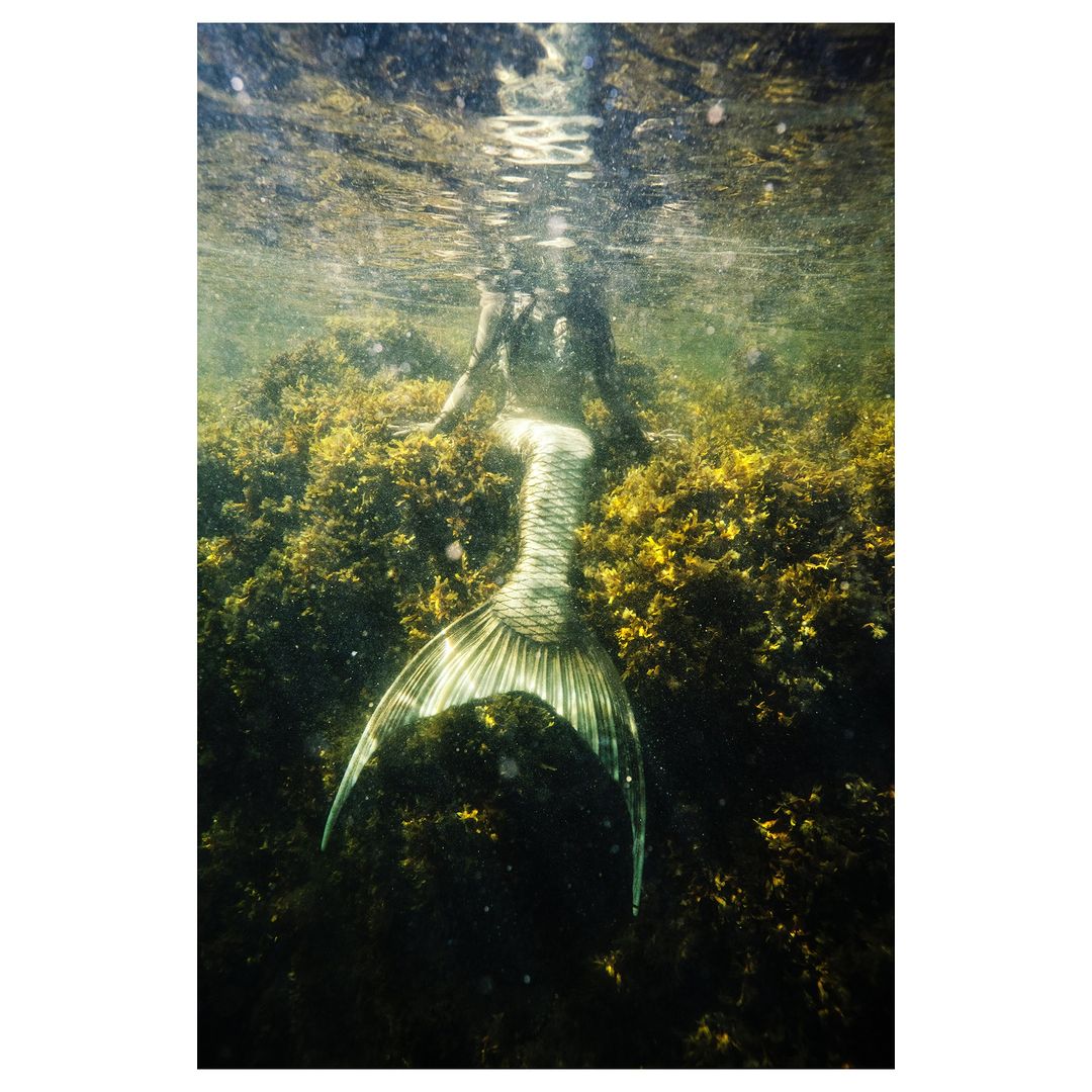 Underwater photo features a silver mermaid tail among dark seaweed, with sunlight filtering through the water's surface above.