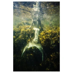 Underwater view of a person with a shimmering silver mermaid tail positioned among golden-brown kelp.
