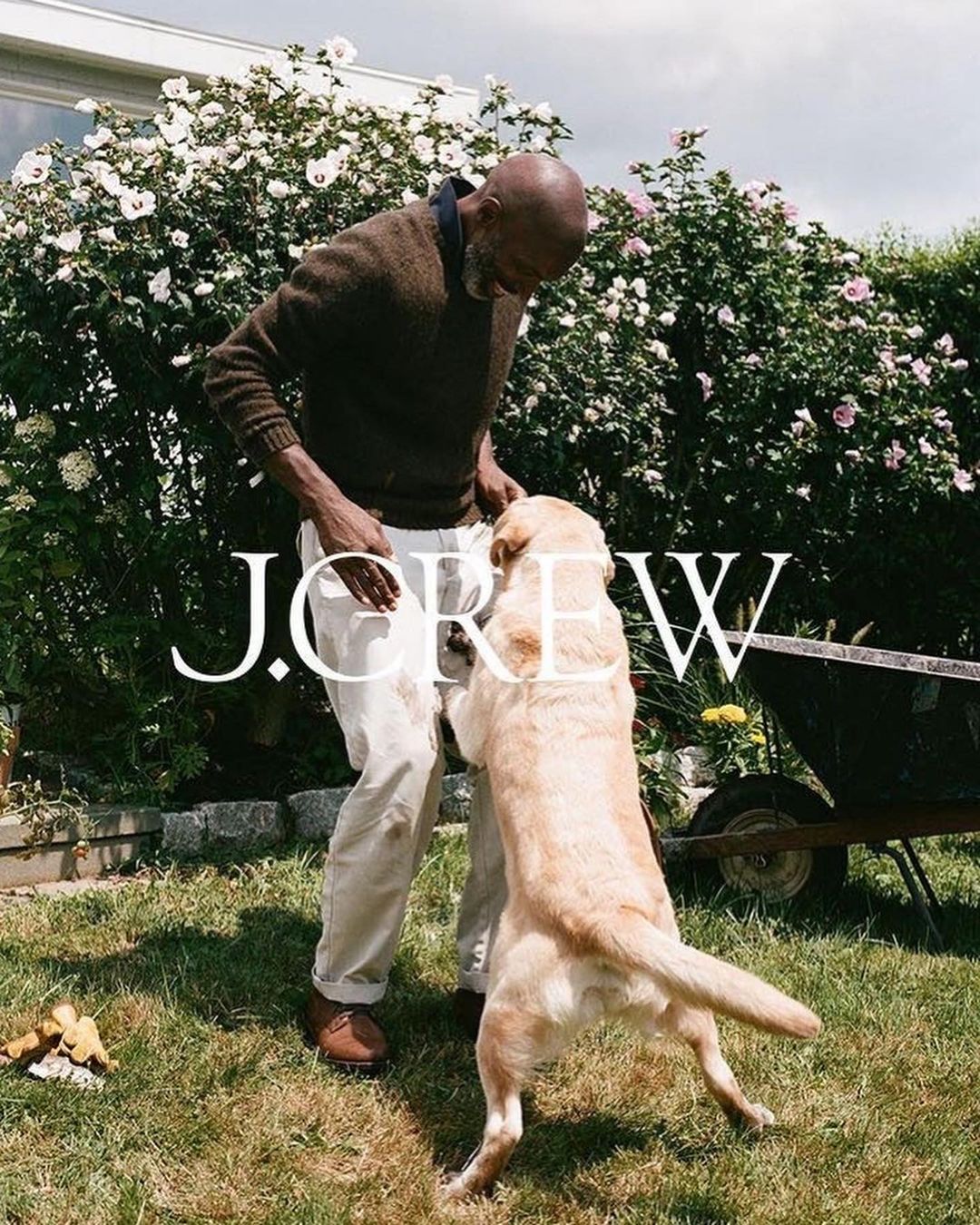 Adult male interacts with a golden Labrador Retriever in a grassy yard with blossoming bushes and trees on a sunny day.
